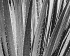 Sotol, Dasylirion wheeleri, Chiricahua Desert, New Mexico Art Print